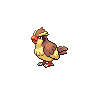 pidgey image